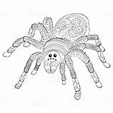 Spinne Ausmalbilder Malvorlagen Ausmalbilderfureuch sketch template