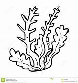 Algas Clipart Seaweed sketch template