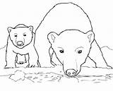 Cub Orso Colorat Polare Urs Cola Polari Orsi Desene Stampare Printmania sketch template