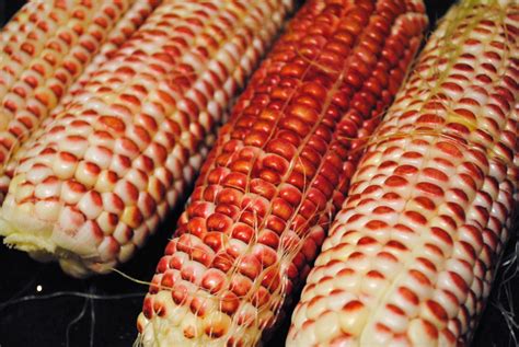 veggies  carnivores mystery produce   week red corn