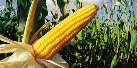 beginners guide  growing corn   grow corn