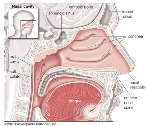nasal cavity anatomy britannica