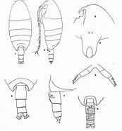 Afbeeldingsresultaten voor Cornucalanus robustus Orde. Grootte: 173 x 185. Bron: copepodes.obs-banyuls.fr