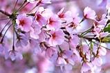 Afbeeldingsresultaten voor Cherry Blossom. Grootte: 159 x 106. Bron: coachinator79.wordpress.com