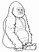 Gorilla Coloring Drawing Pages Ape Line Kids Draw Realistic Monkey Printable Animal Cartoon Apes Paintingvalley Results Monkeys Drawings Getdrawings sketch template