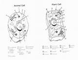 Worksheet Animal Cells Coloring Chessmuseum sketch template