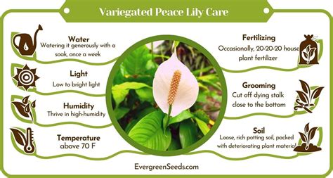 variegated peace lily care tips  tricks   beautiful plant