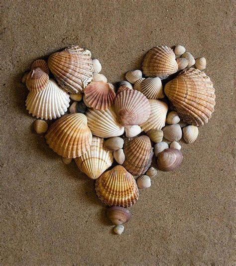 images  seashells  pinterest