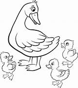 Duck Coloring Pages Baby Ducklings Duckling Hunting Drawing Mallard Ugly Way Make Ducks Printable Getcolorings Easter Cute Little Kind Color sketch template