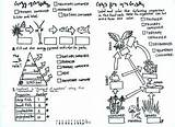 Energy Coloring Food Consumer Tertiary Pyramid Secondary Primary Sheet Web Chain Producer Ecology Decomposer Terrestrial Science Grade Teacherspayteachers Terminology Webs sketch template