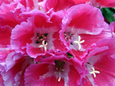 deep pink deep pink flower power pink flowers rose plants pink
