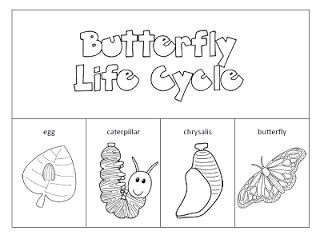 pictures  color butterfly life cycle coloring pages