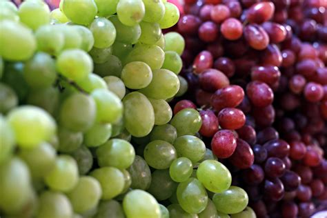 uvas videira especies  variedades beneficios infoescola