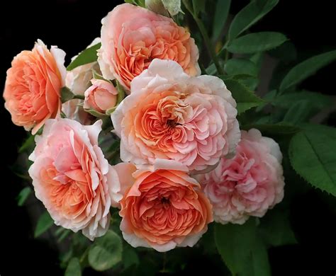 favorite david austin roses  garden lessons