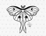 Moth Mystical sketch template