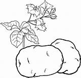 Vegetabless sketch template