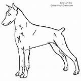 Doberman Coloring Pinscher Pages Dog Colouring Printable Drawings Color Kids Drawing Template Own Female Getcolorings Designlooter 15kb 500px sketch template