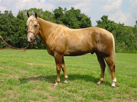photo horse mare stallion mane  image  pixabay