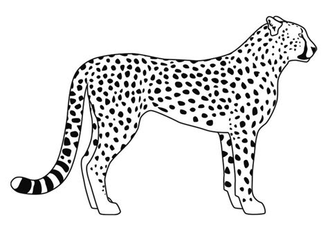 dibujos de animales  colorear  leopardo dibujo de  leopardo de
