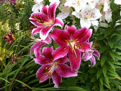wonderful hardy lilies favorite perennials