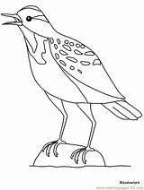Meadowlark Coloring Pages Western Animals Popular Advertisement Birds sketch template