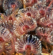 Afbeeldingsresultaten voor Pseudopotamilla reniformis. Grootte: 176 x 185. Bron: www.flickr.com