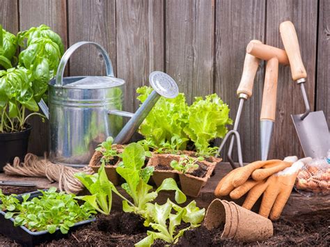 gardening for beginners starting a garden at home the first time