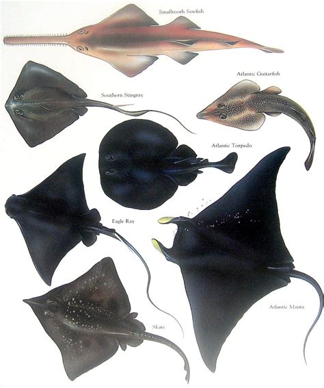 manta ray  stingray   manta ray bedroom ideas images