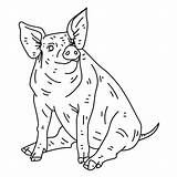Snout Pig sketch template