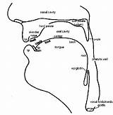 Vocal Tract Phonetics Ladefoged Course Articulatory Adapted sketch template