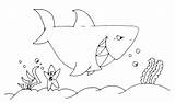 Angry Animals Pages2color Shark Cookie Copyright sketch template