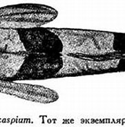 Afbeeldingsresultaten voor "caspiosoma Caspium". Grootte: 181 x 106. Bron: fishbiosystem.ru