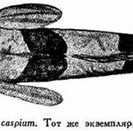 Afbeeldingsresultaten voor Caspiosoma caspium dieet. Grootte: 189 x 106. Bron: fishbiosystem.ru