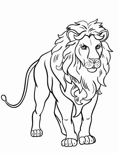 fresh simple lion coloring page paperblog