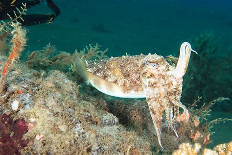 diving the komodo national park