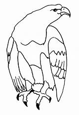 Eagle Animals Coloring Kb sketch template