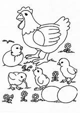 Galinha Colorir Pintinhos Chickens Pintinho Momjunction Galinhas Backyardchickens Chicks Comodesenharbemfeito Feito Bem sketch template