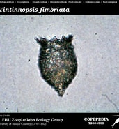 Afbeeldingsresultaten voor "tintinnopsis Fimbriata". Grootte: 171 x 185. Bron: www.st.nmfs.noaa.gov