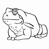 Frog Coloring Pages Toad Little Delightful Tree Ones sketch template