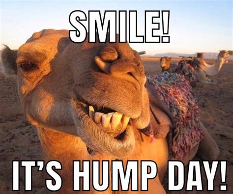Happy Hump Day It’s All Downhill From Here Hump Day Quotes Funny