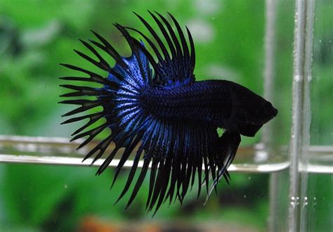 ct black orchid crowntail betta