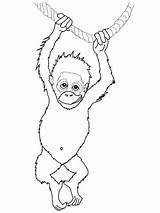 Orangutan Utan Coloring Ausmalbild Ausmalen Outan Ausdrucken Colorare Affe Malvorlagen Orangotango Disegni Kostenlos Supercoloring Affen Coloriages Orangutans Gambar Bambini Gemerkt sketch template