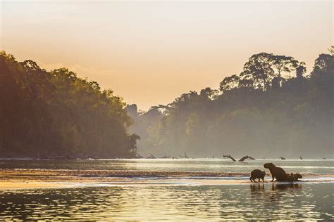 years  manu national park  role  protecting  amazon
