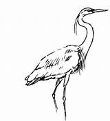 Heron Coloring Pages sketch template