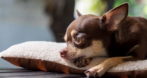 250 Best Chihuahua Names For Your Tiny And Adorable Chi