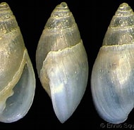 Afbeeldingsresultaten voor Auriculinella. Grootte: 190 x 185. Bron: www.gastropods.com