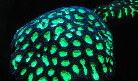 deep sea corals glow australian geographic