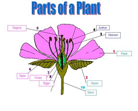 plant parts  amazing world  nature