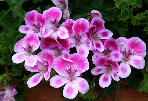 pelargonium lovely colorful scented flowers