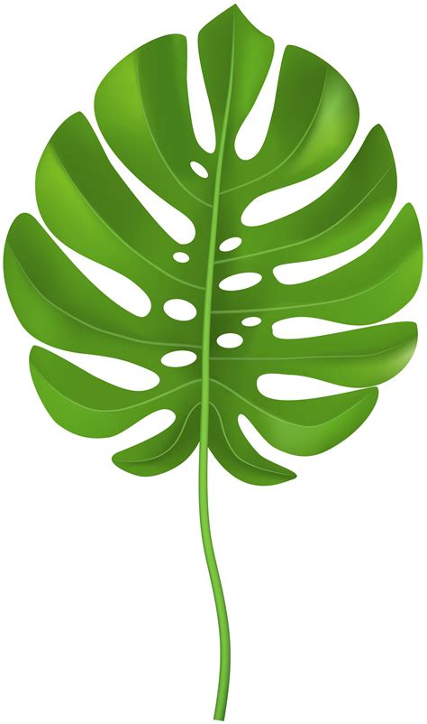 tropical palm png   cliparts  images  clipground